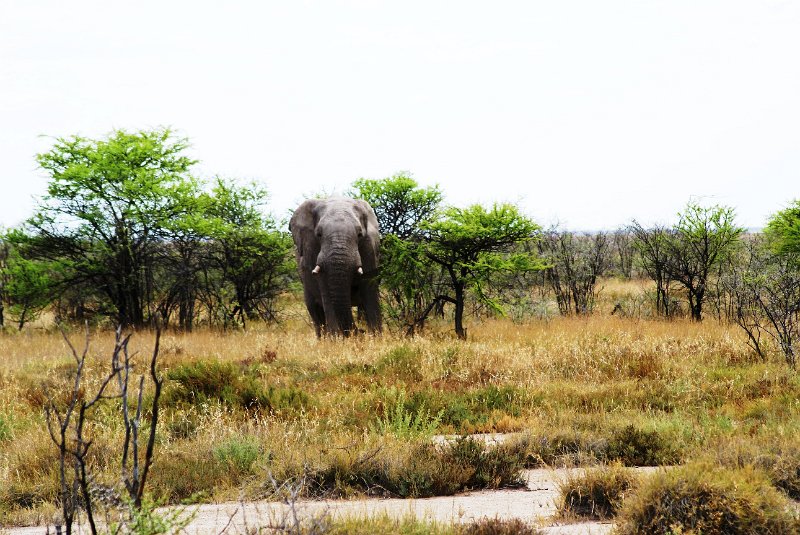 nab (1259).jpg - SONY DSC